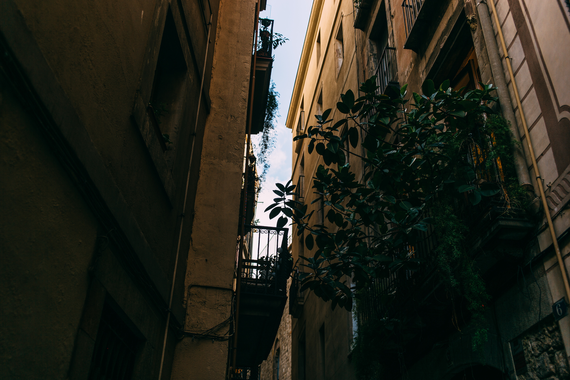 A lush green potted rubber plant growing on a black wrought-iron balcony between narrow, towering apartment buildings in Barcelona, shot with a Leica M240.