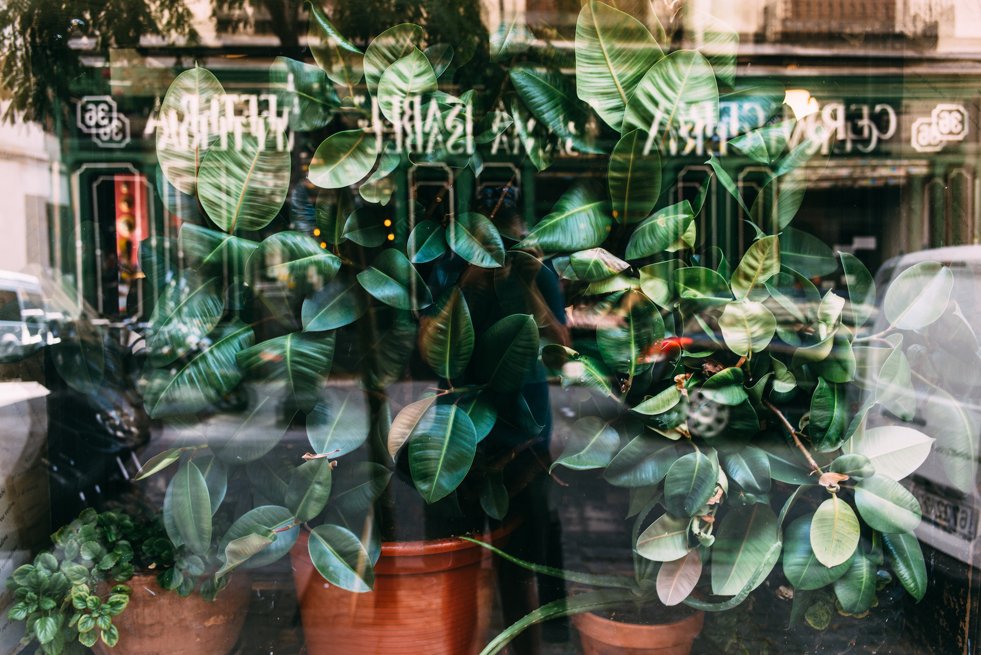 Potted rubber trees in a shop window reflecting Madrid streets and "Cerveceria Santa Isabel" lettering.