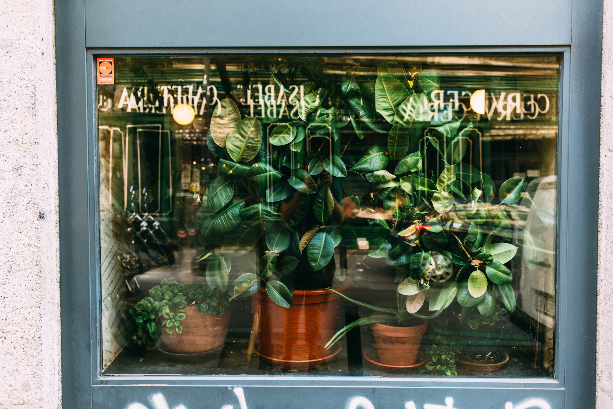 Cerveceria Santa Isabel storefront framed in grey stone with rubber trees reflecting Madrid streets.
