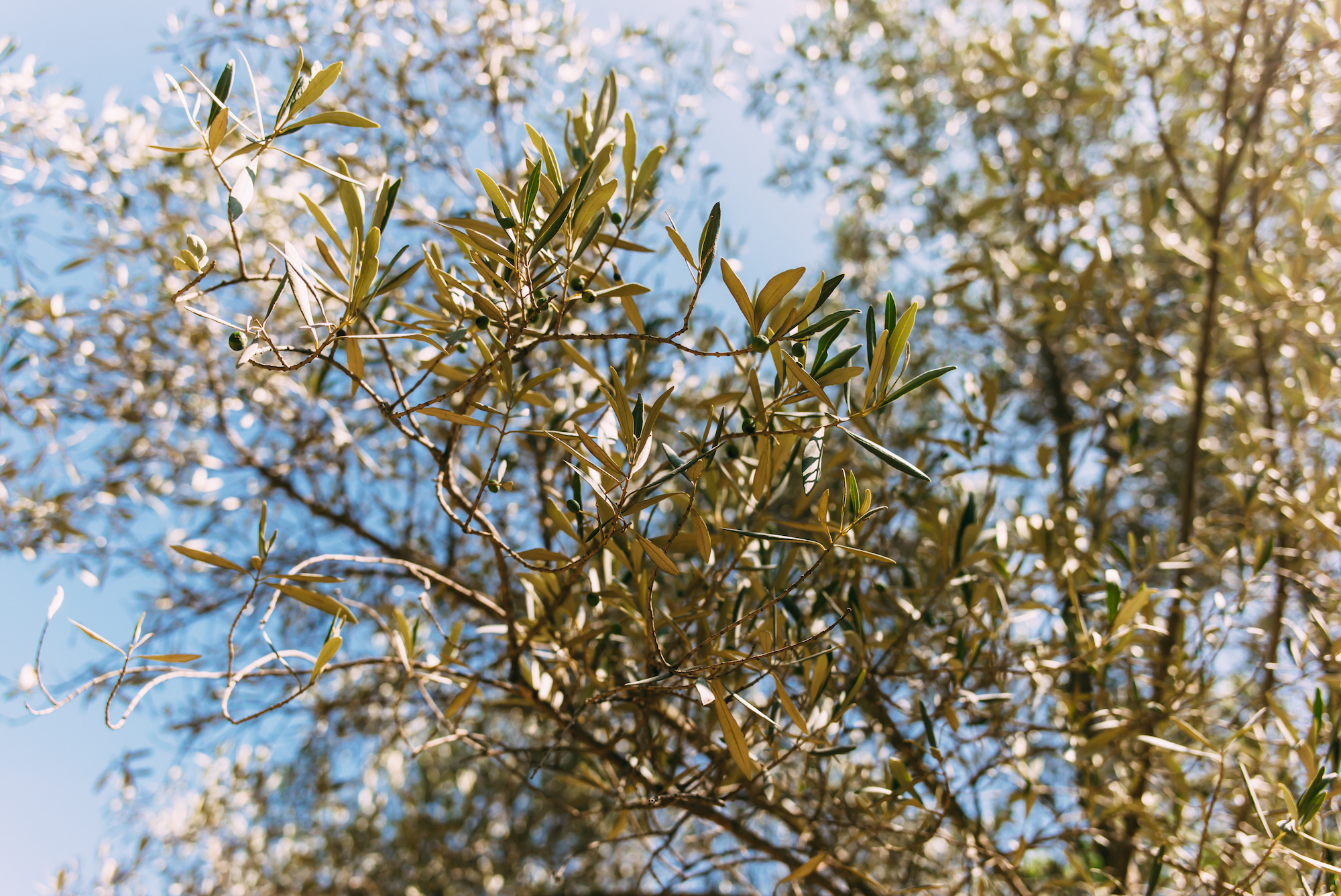Sunlit silvery-green branches of an olive tree bearing small olives against a bright blue sky in Rome.