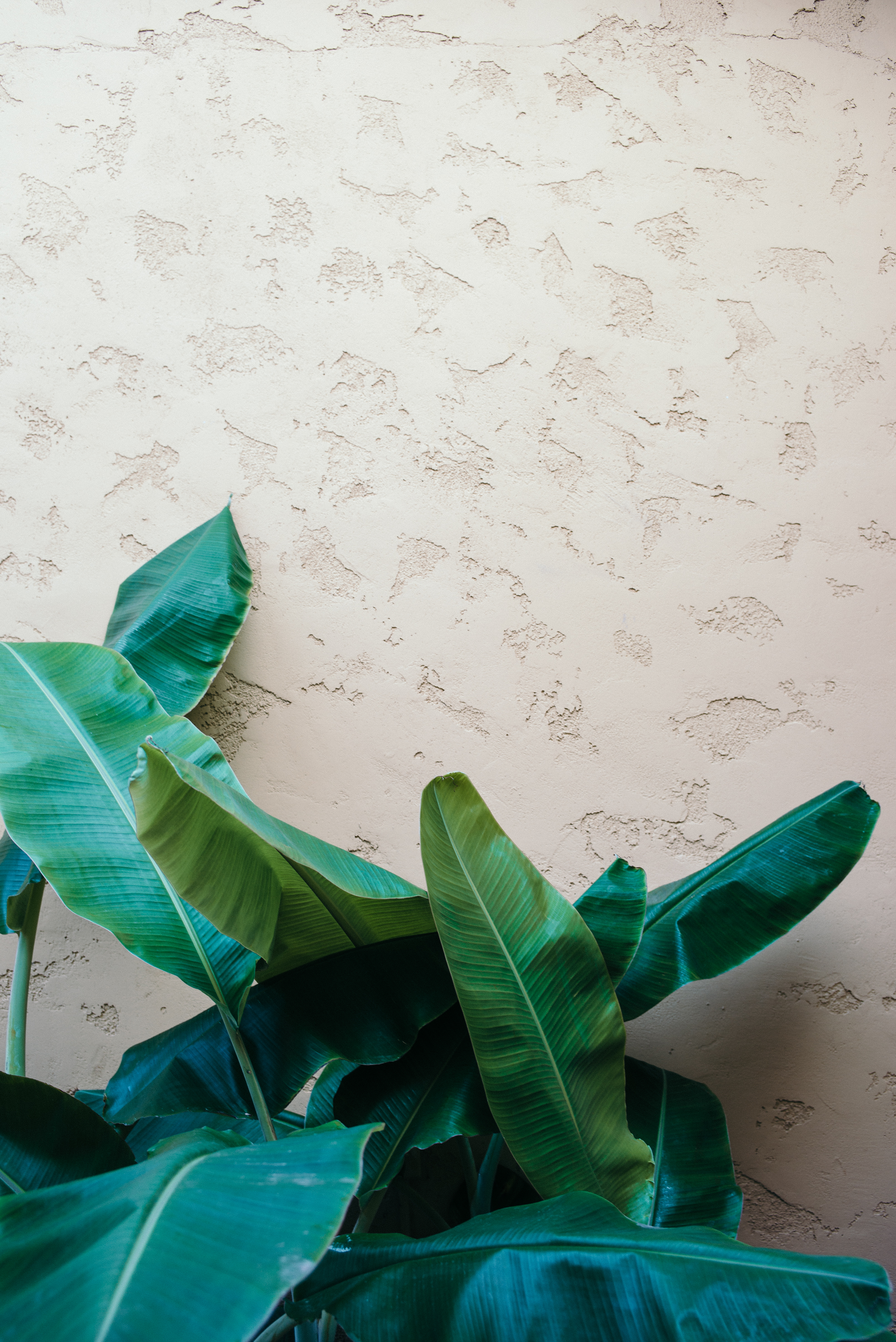 Broad green banana palm leaves set against a warm beige textured stucco wall.