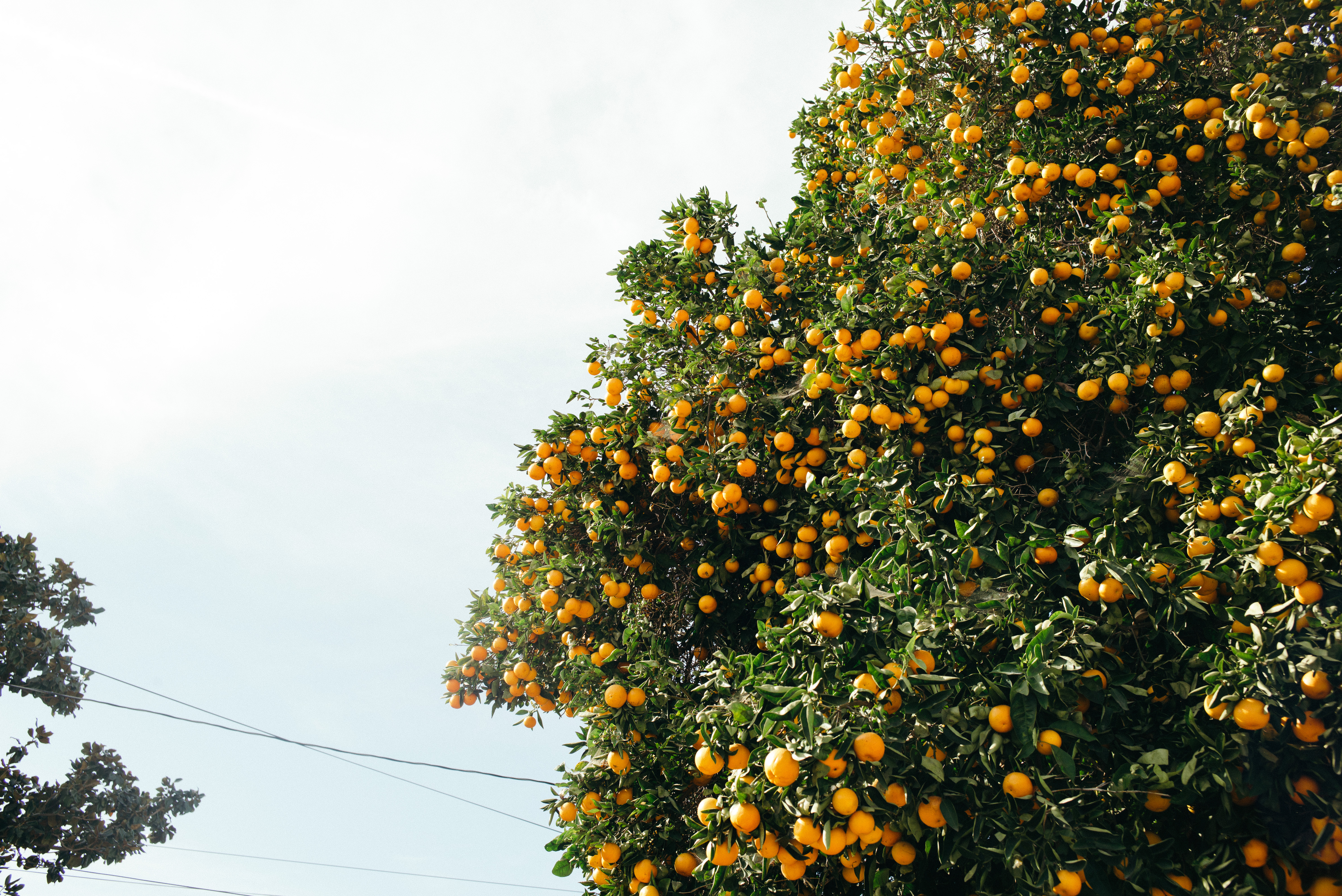 Low-angle view looking up into a lush, dense citrus tree heavily laden with ripe bright orange fruit against a pale blue sky in Los Angeles, shot with a Leica M240.