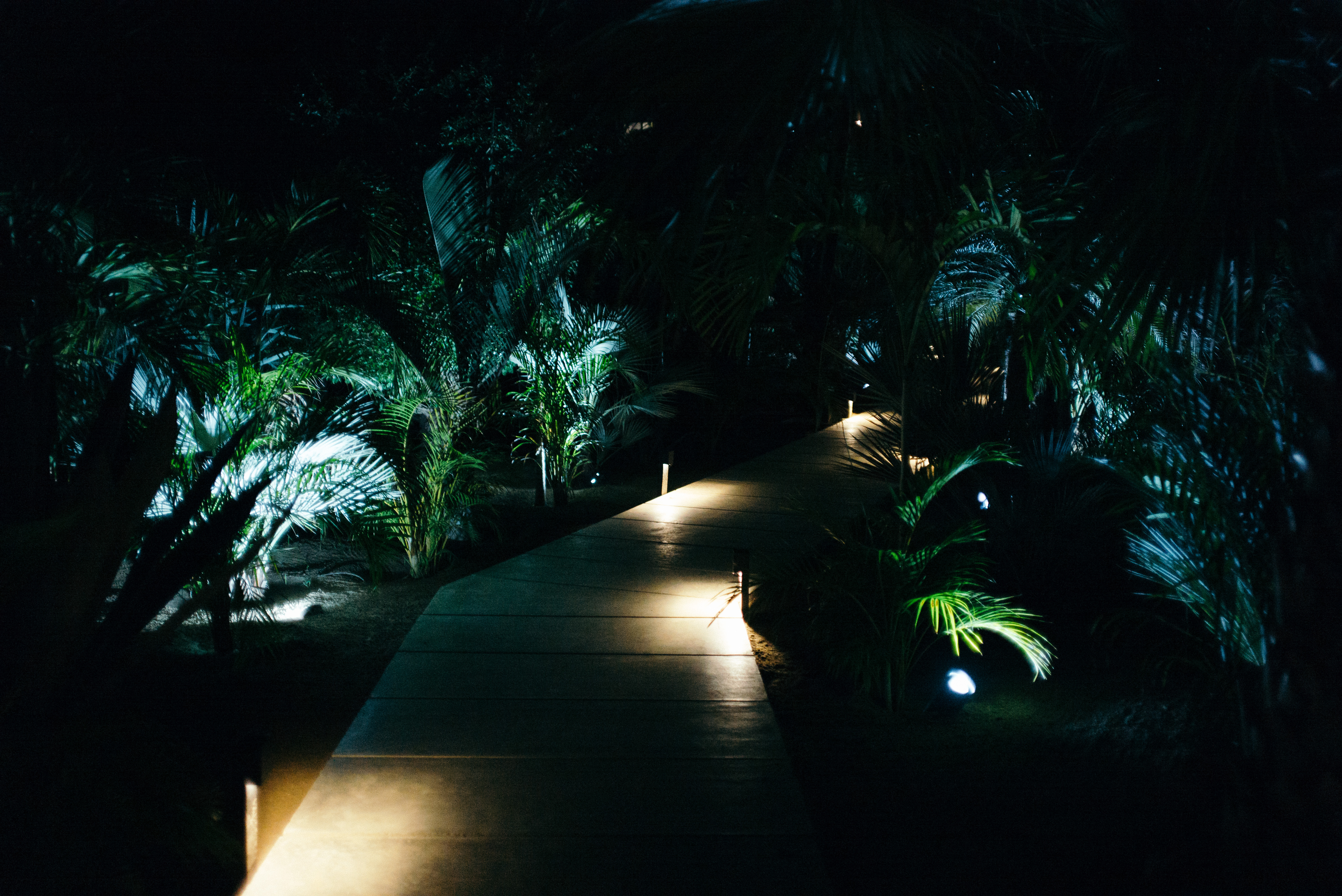 Illuminated garden path winding through lush palm trees and foliage at night in San Jose del Cabo.