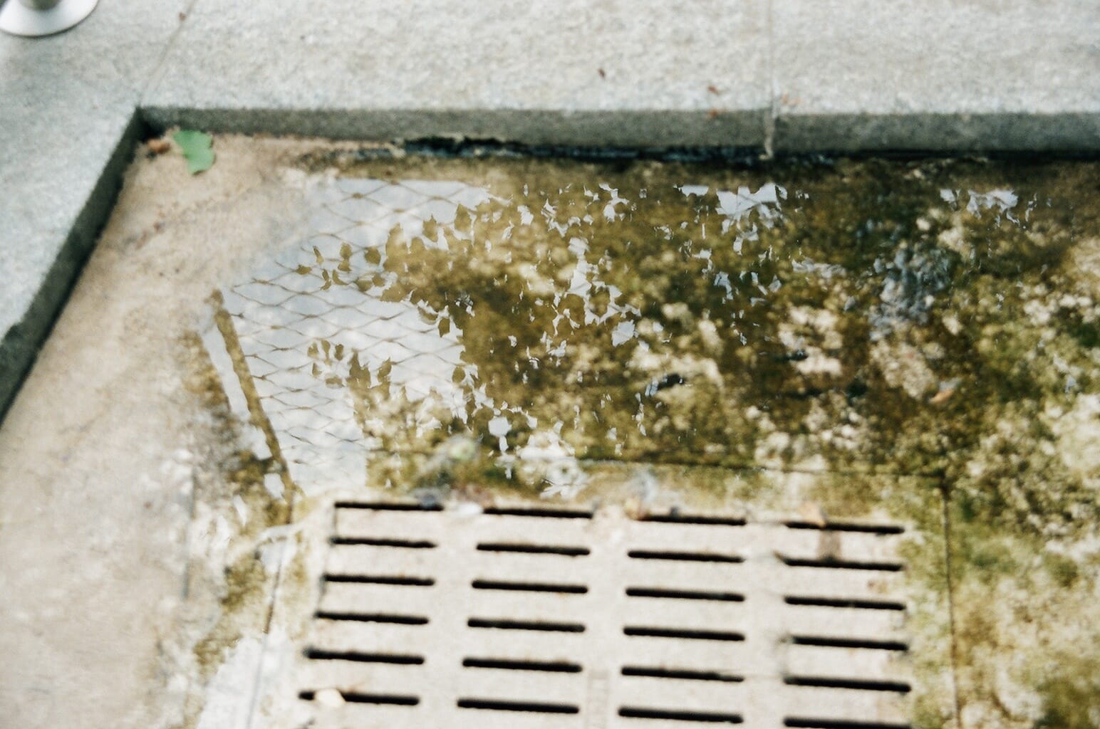 Rainwater pooling on concrete around a storm drain grate, reflecting tree branches and a fence overhead.