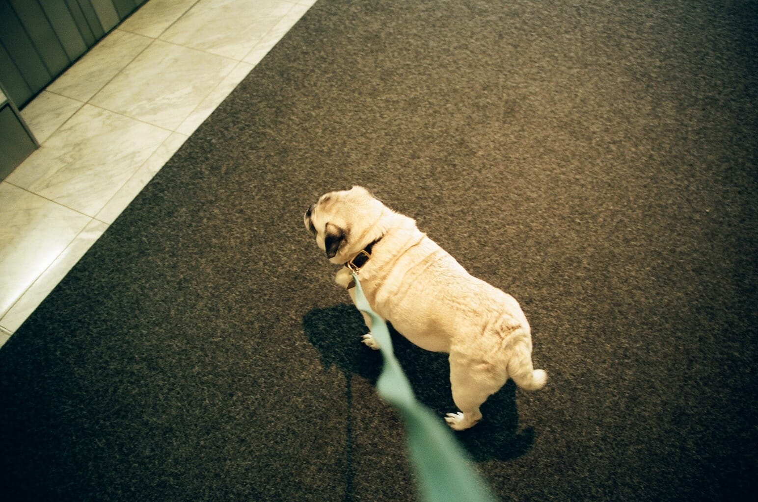 Pug dog Chino on a light blue leash standing on a dark entryway rug beside marble floor tiles.