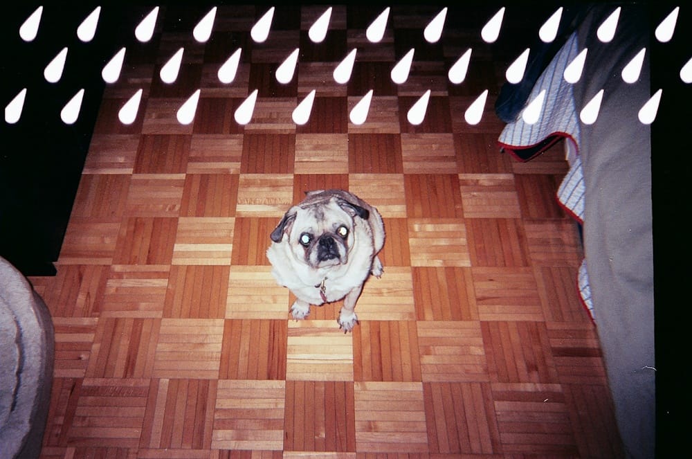 Chino the pug with graphic symbol overlay.