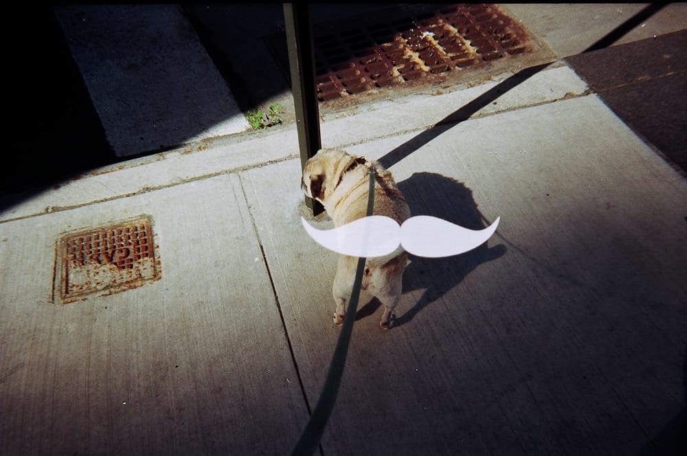 Top-down view of Chino the pug on a sidewalk with a white handlebar mustache graphic superimposed across his back.