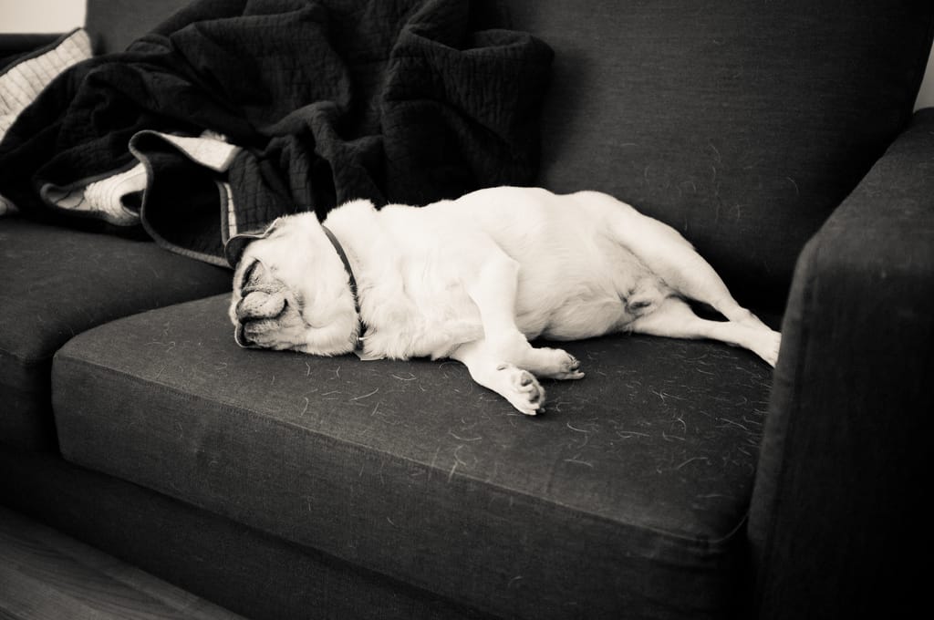 Chino lives a rough life.