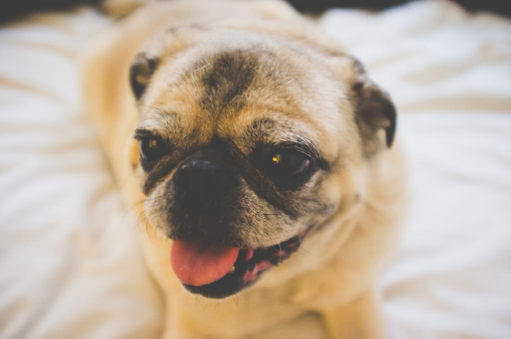 Now that summer has arrived in New York, the A/C is on pretty much 24/7 to keep Chino cool.