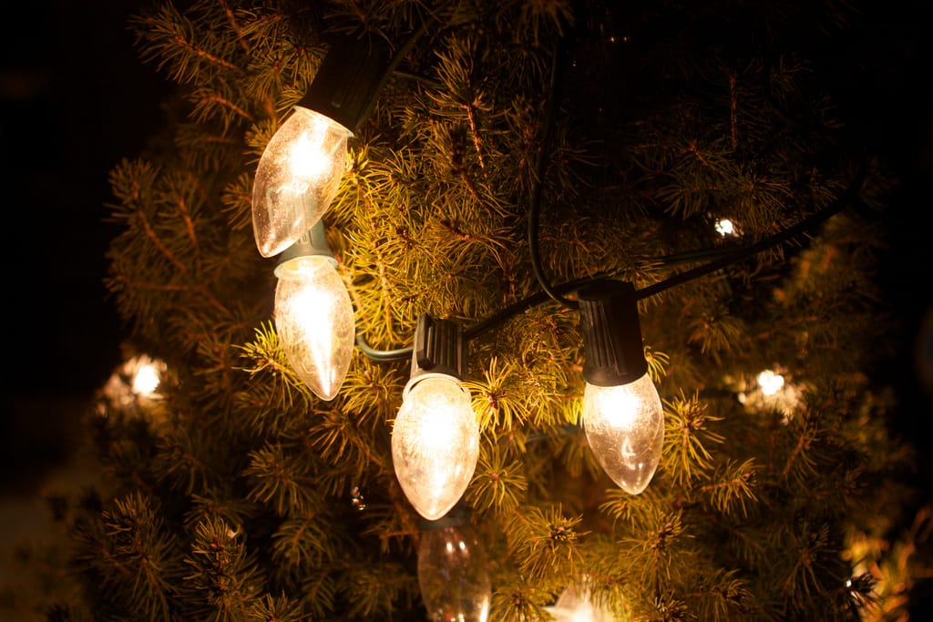 Photo of the Day - Holiday Shrub