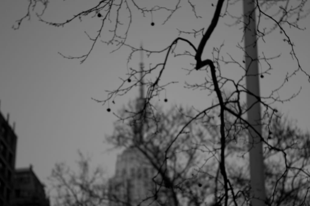 Photo of the Day - Empire State Building Through The Trees