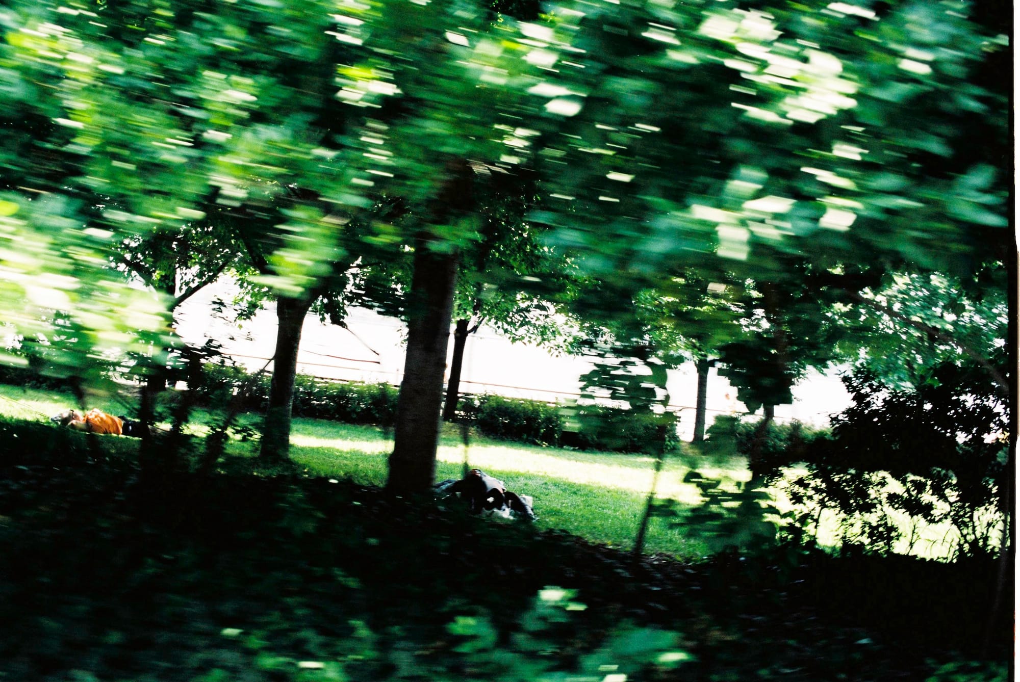 Motion-blur view from a bicycle looking past trees at people relaxing on the lawn along the Hudson River Greenway.