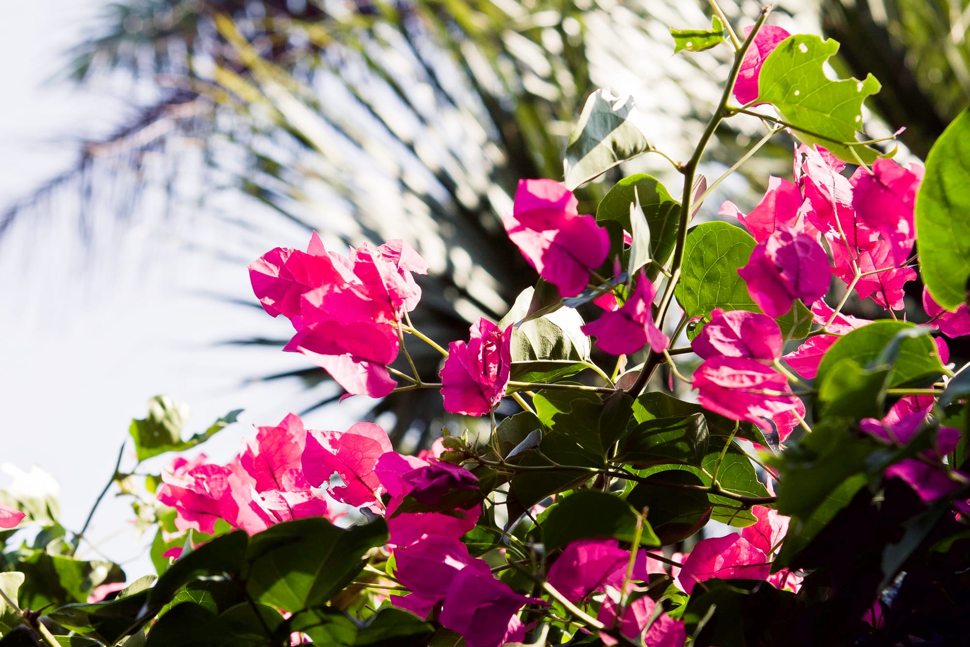 Relaxed Florida vacation scene in Naples highlighting bright sunshine and peaceful afternoon leisure.