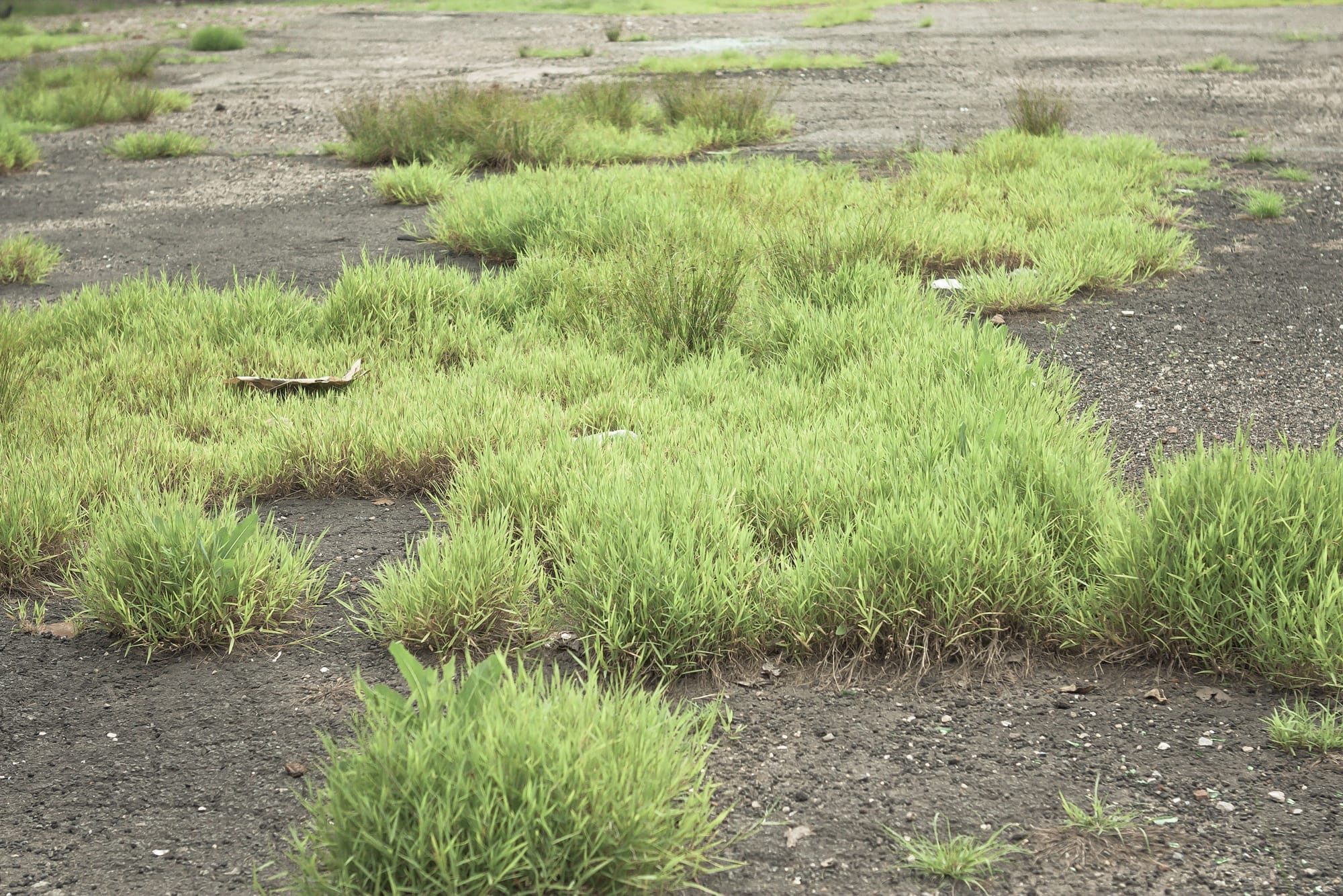 Tufts of vibrant green grass sprouting resiliently through cracks in asphalt pavement.