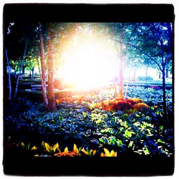 Photo of the Day - Sunlight Through Trees