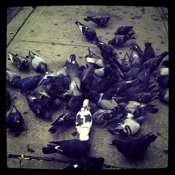 Photo of the Day - Pigeons