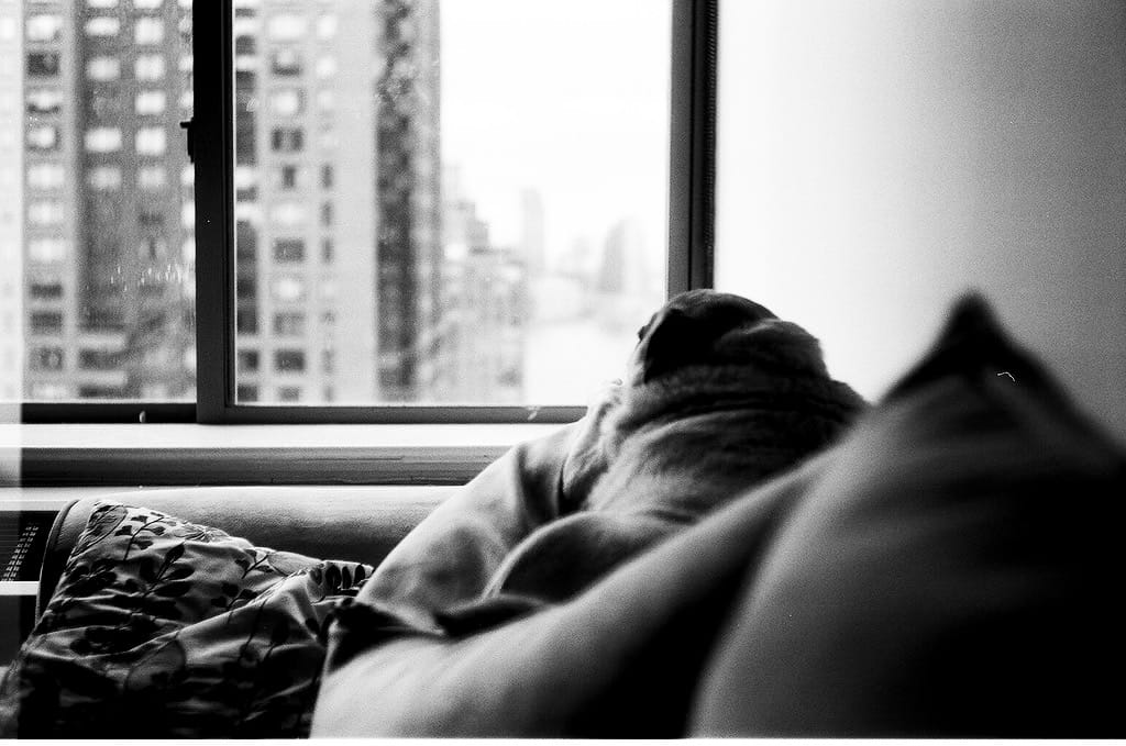Photo of the Day - Chino By The Window