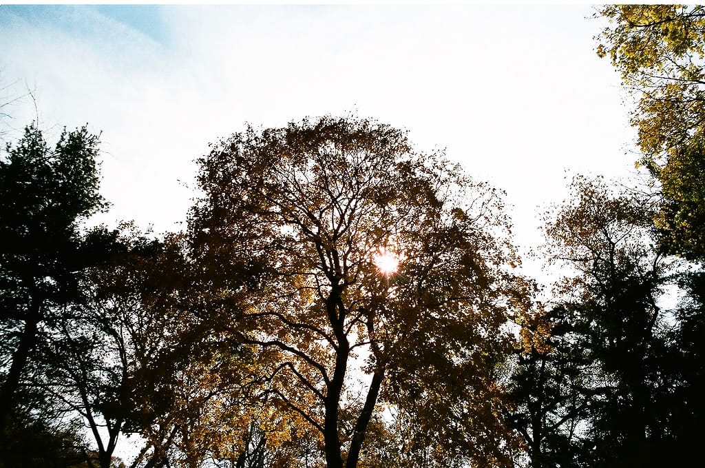 Photo of the Day - Sunlight Through Central Park Trees