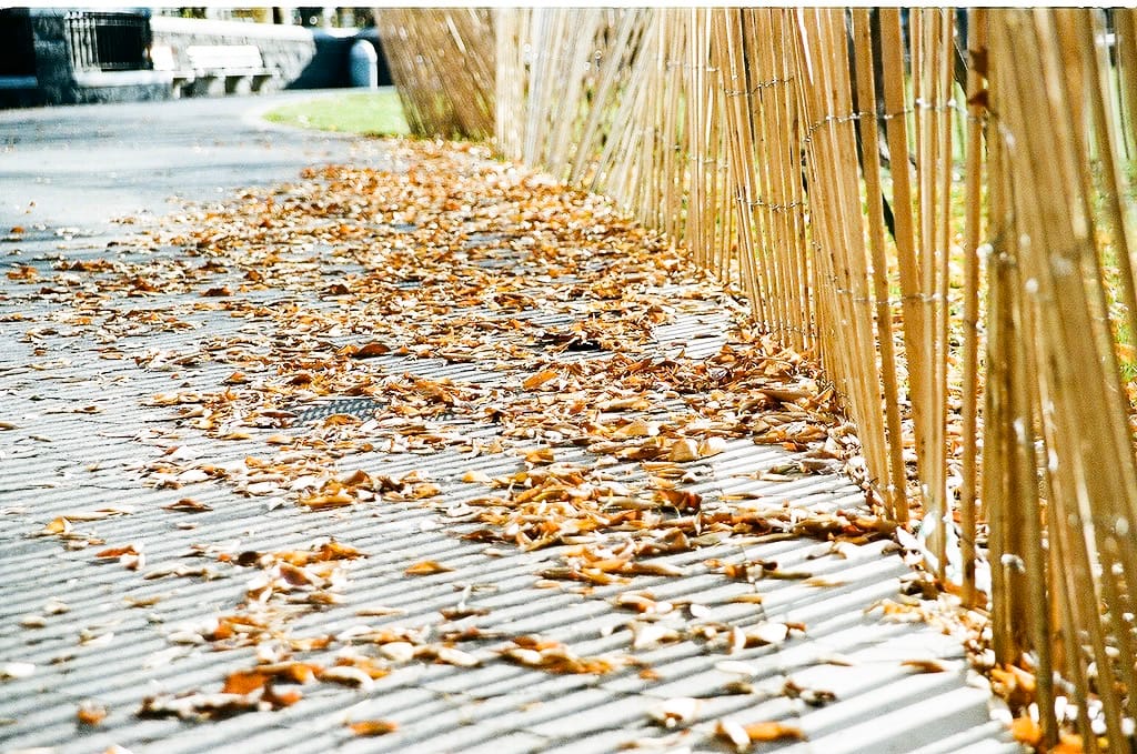 Photo of the Day - Fall Leaves on Sidewalk