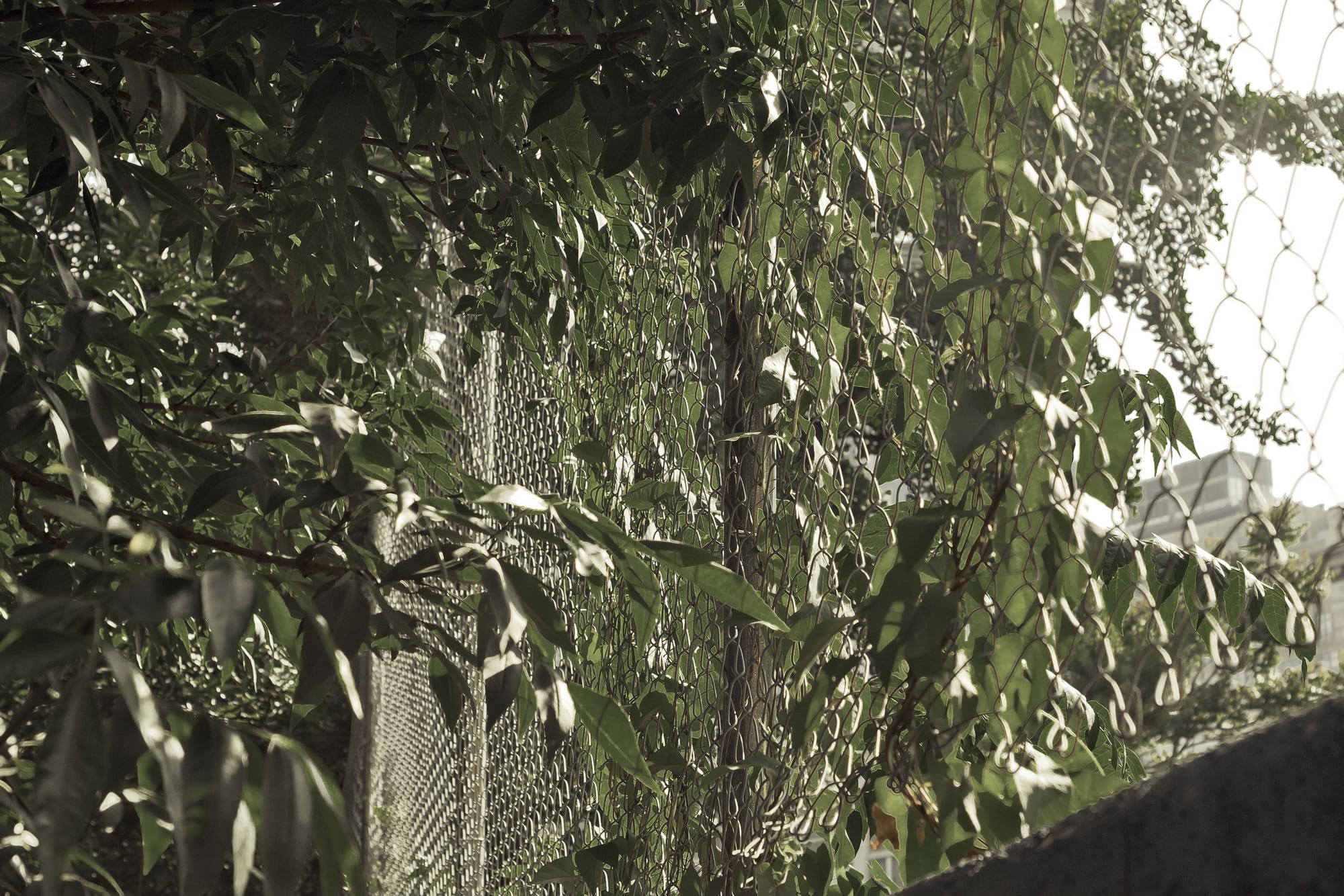 Sunlit green tree leaves and ivy vines growing through a silver chain-link fence in New York City.