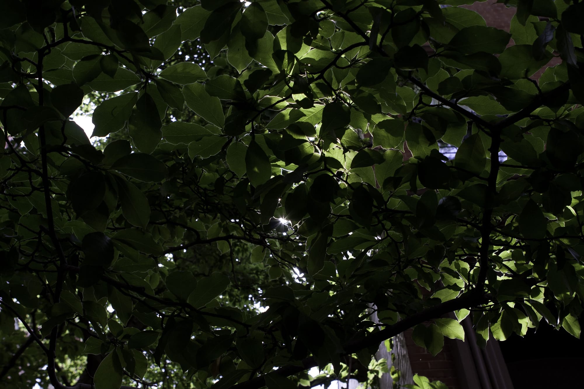 Low-angle view into a dense canopy of green tree leaves with sunburst highlights in the West Village.