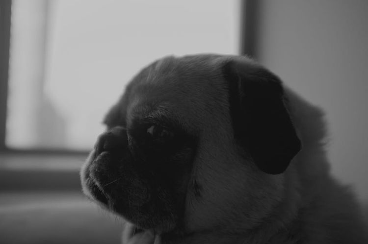 Skeptical Chino is skeptical.&nbsp;