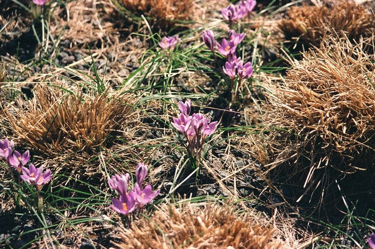 Minolta Maxxum 5 | Lomography Color 800
