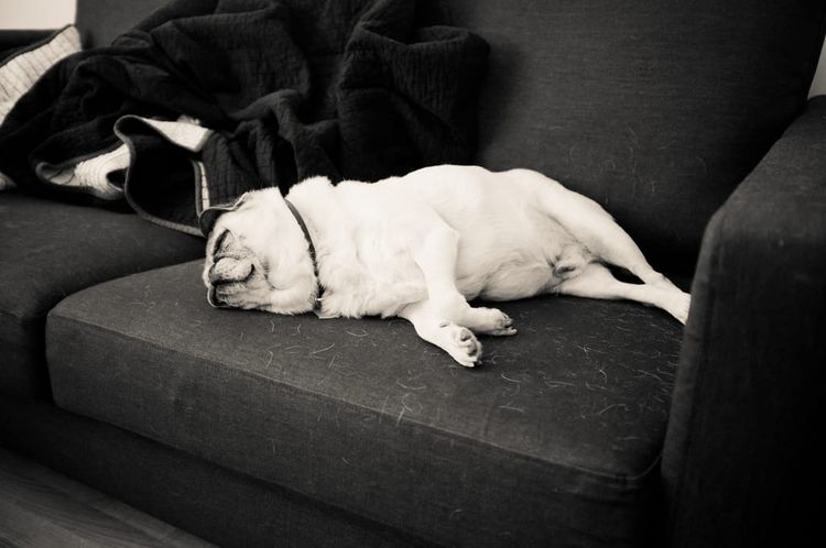 Chino lives a rough life.