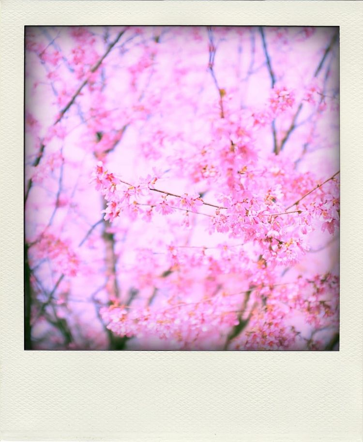 Goofing around with Poladroid .