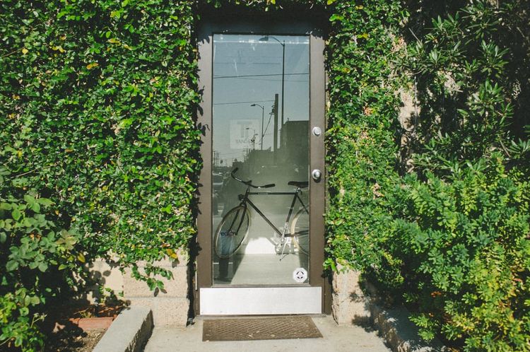 Glass doorway bordered by lush green climbing ivy displaying a classic black bicycle inside the window.