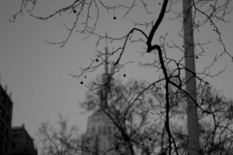 Photo of the Day - Empire State Building Through The Trees