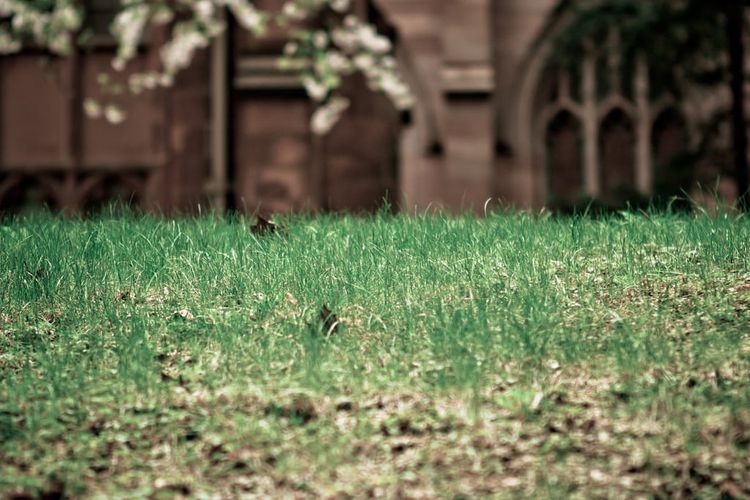 Photo of the Day - Cemetery Grass