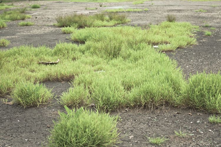 Tufts of vibrant green grass sprouting resiliently through cracks in asphalt pavement.