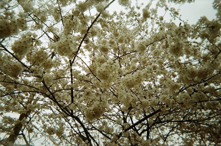 Lush blooming spring trees along 23rd Street in New York City.