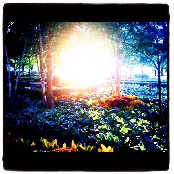 Photo of the Day - Sunlight Through Trees