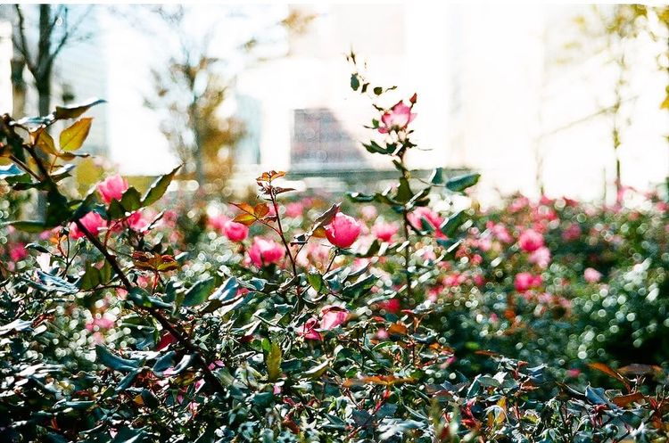 Photo of the Day - Pink Flowers