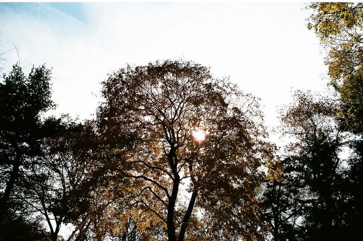 Photo of the Day - Sunlight Through Central Park Trees