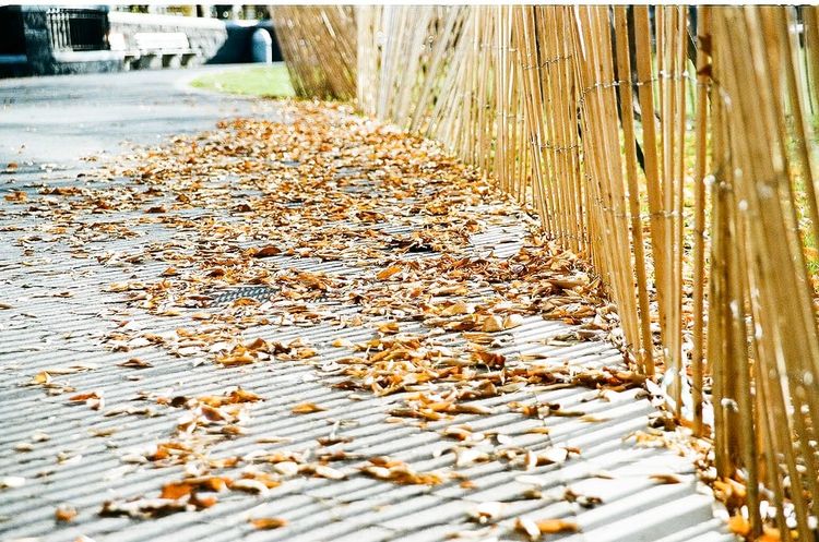 Photo of the Day - Fall Leaves on Sidewalk