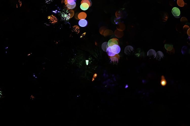 Photo of the Day - Christmas Lights Behind the Pine