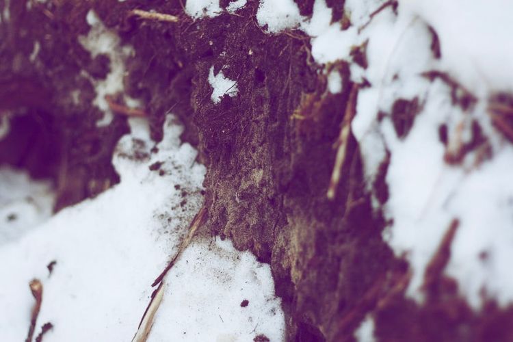 Photo of the Day - Snow and Dirt