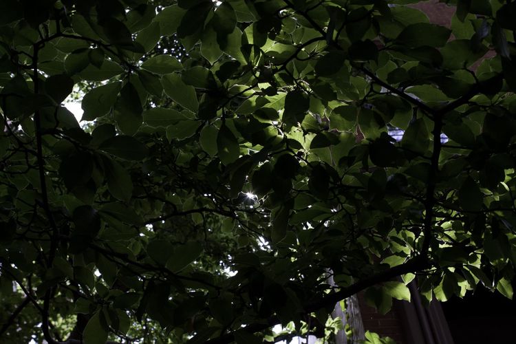 Low-angle view into a dense canopy of green tree leaves with sunburst highlights in the West Village.