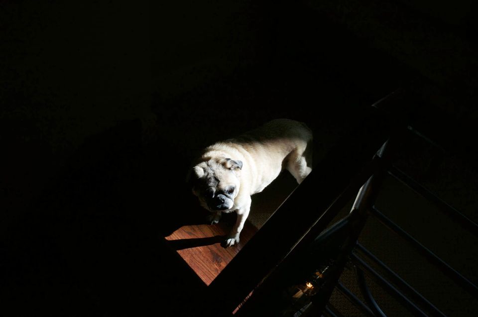 Chino the pug in a beam of light on the stairs.