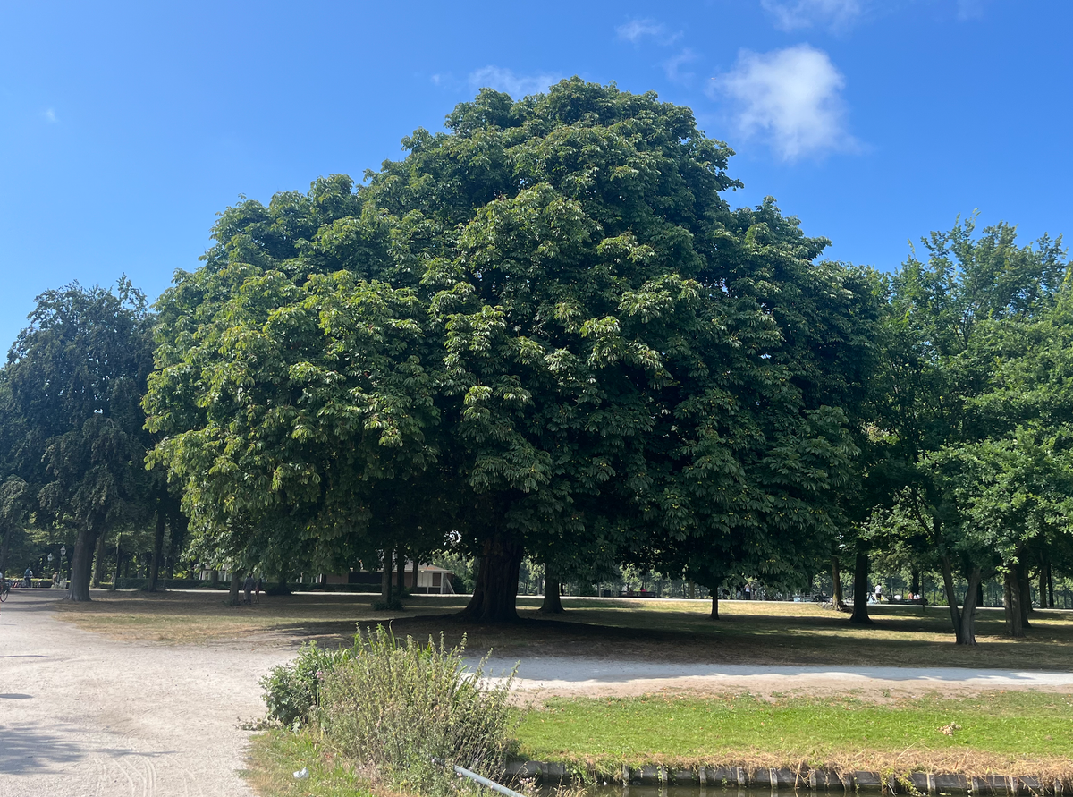 Walk & Talk in The Hague is back in September