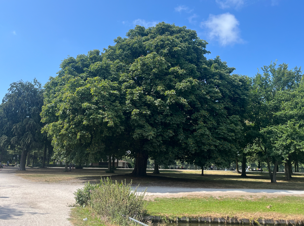 Walk & Talk in The Hague is back in September