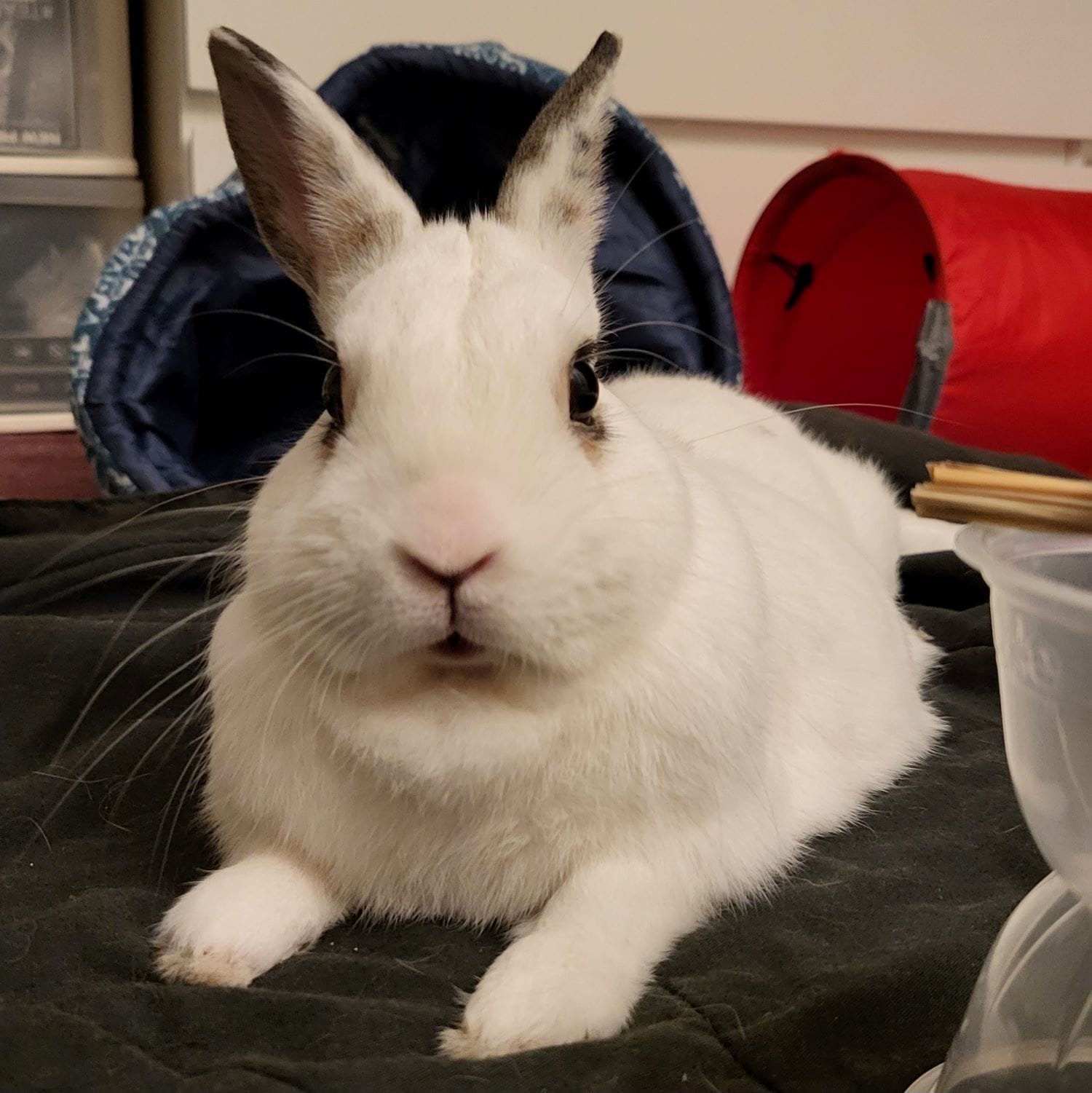 Marilyn Anne Campbell