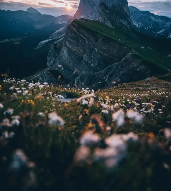 Wildflower