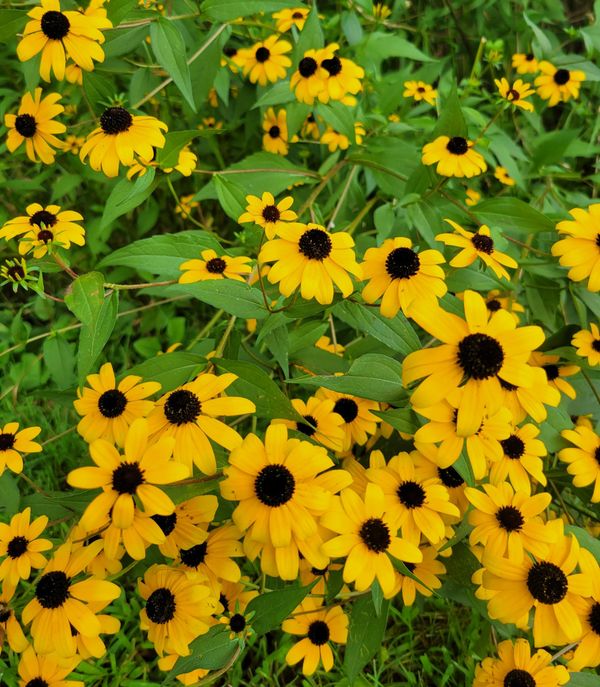 Solstice of Umber