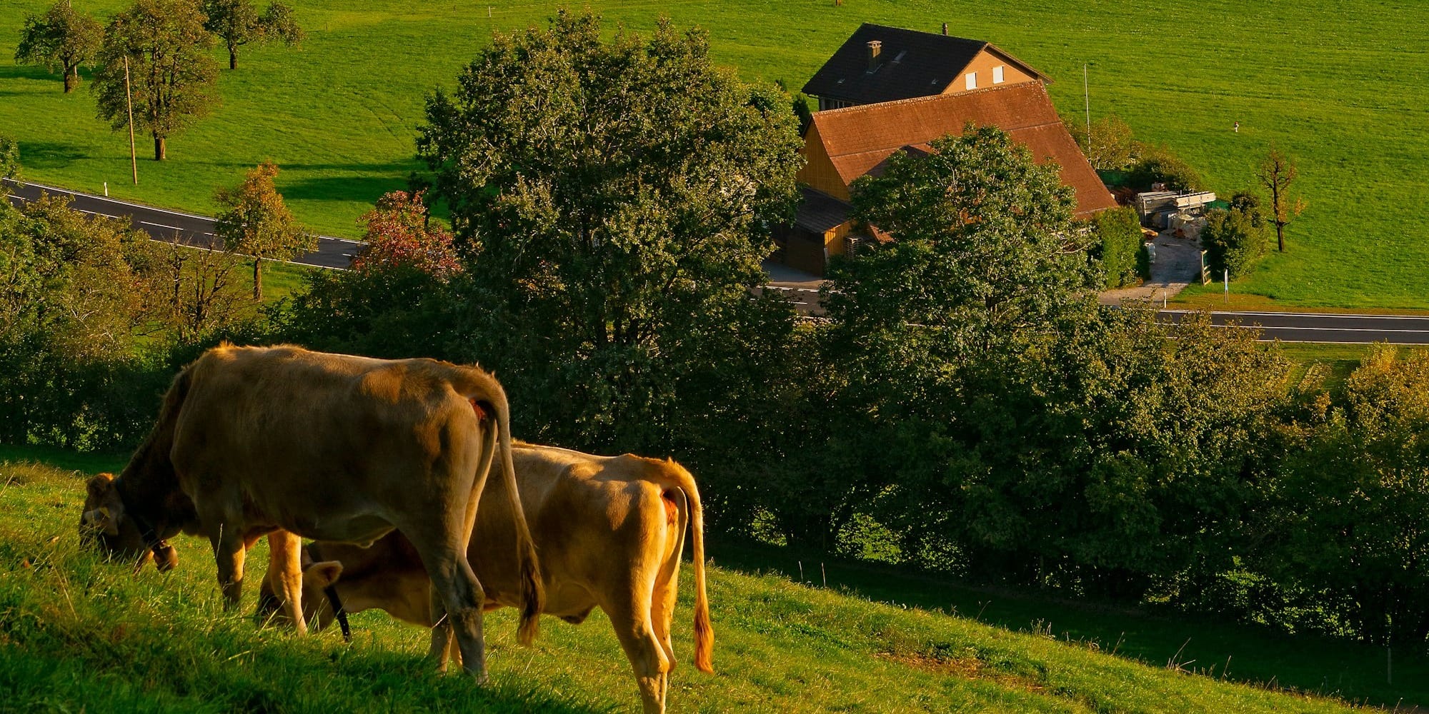 two brown cattle on grass field