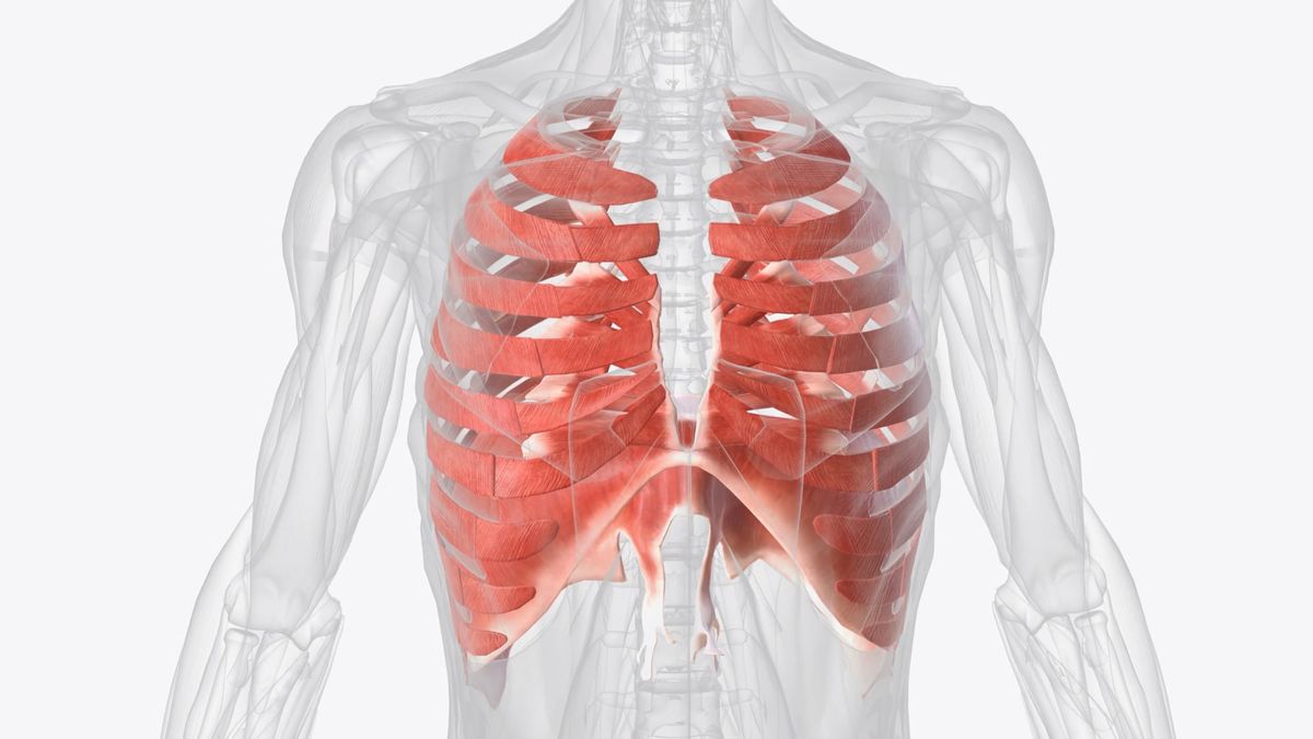 The Hidden Muscle That Helps Protect Your Spine