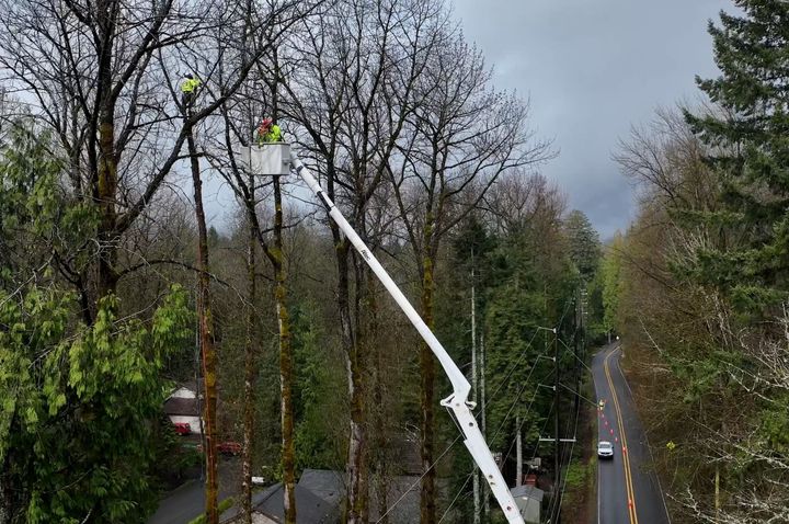 PGE’s Tree Work: Safety and Reliability